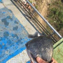 三角鲂