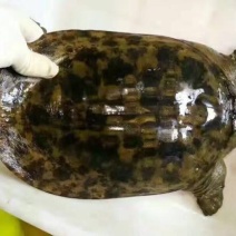 野生甲鱼