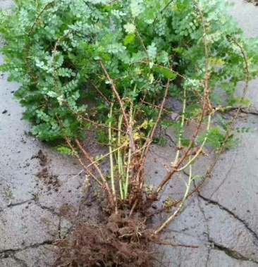 黄刺玫1020cm黄刺玫球小苗量大优惠农户直销