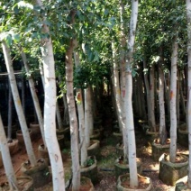 小叶榕树苗80~100cm
