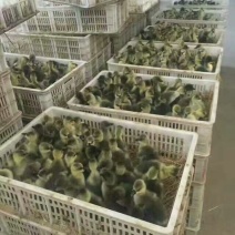 鹅苗60~70g