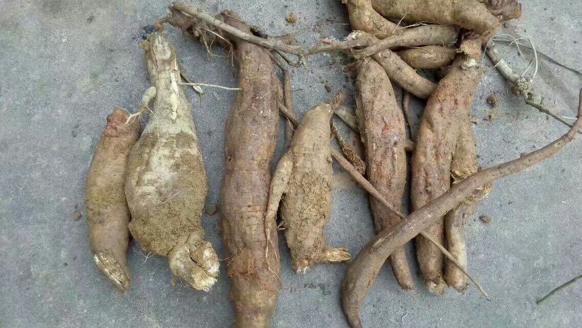 黑玛卡根茎实物图