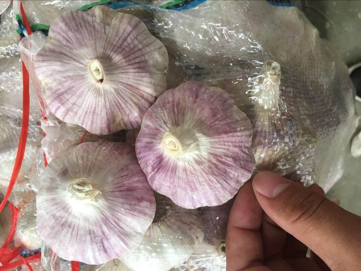 紫皮独头蒜与酱油浸泡液特写：玻璃广口瓶中盛放饱满紧实的山东金乡紫皮独头蒜，蒜瓣表皮呈深紫红色带灰白霜点，浸泡于琥珀色酱油液体中，液面平静无气泡，背景为木质料理台与不锈钢温度计显示“6℃”