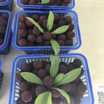 东魁杨梅3~4cm