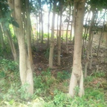黄葛树