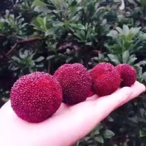 杨梅