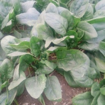 越冬菠菜15~20厘米
