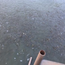 黄金鲫