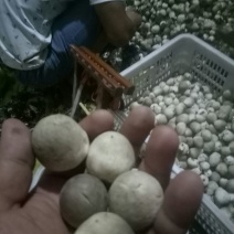 鲜草菇89%一级