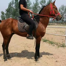 矮马100~200kg