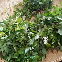 藤茶特级