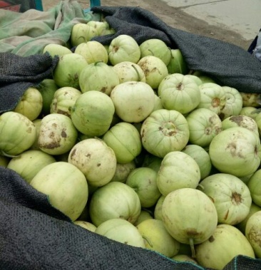 绿宝甜瓜精品05斤以上青皮瓜欢迎各位朋友订购