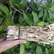 水煮笋干咸笋干