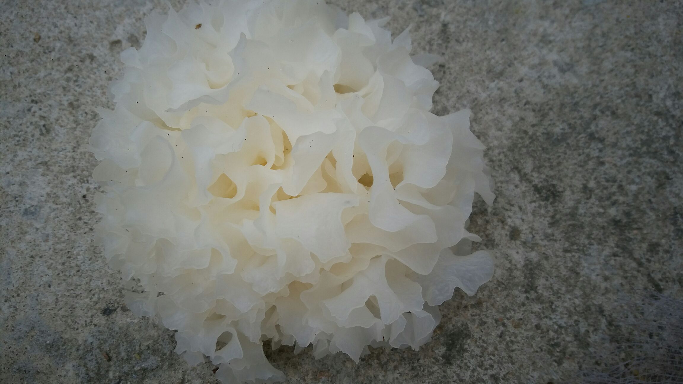 椴木白木耳特写