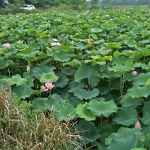 荷花10~20cm