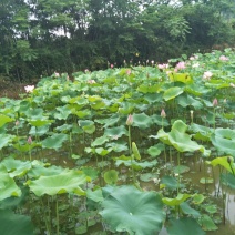 荷花30~40cm