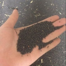 油菜籽1