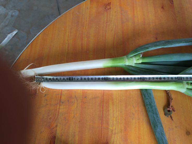 一名中年女性正在农贸市场摊位前仔细检查大葱根部形态,手指捏压葱白测试硬度,背景为整齐摆放的不同类型葱类产品,包括鸡腿葱与传统长白大葱,摊主在一旁介绍 消费者在菜市场挑选大葱场景