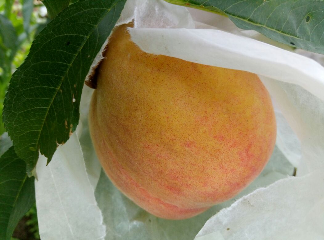 嵊州桃形李果实套袋试验田