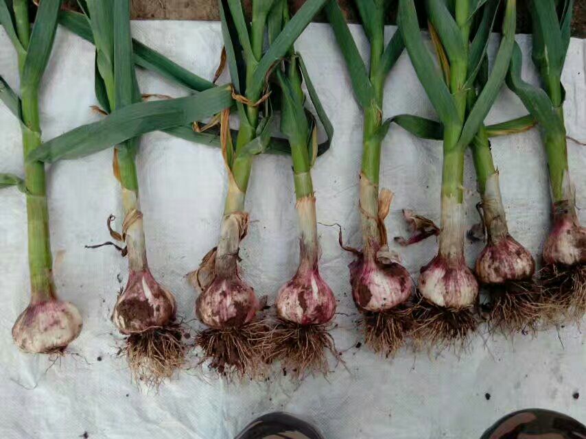 红头蒜特写图片