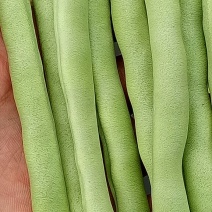 刀豆10~15cm