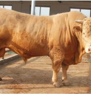 泌阳夏南外调服务中心泌阳夏南牛交易市场泌阳夏南牛老郑