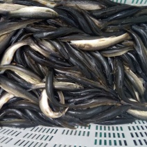 柳根鱼
