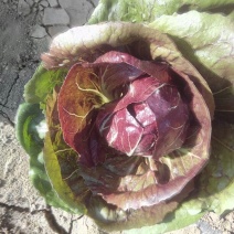 荷兰菊苣菜10~12cm