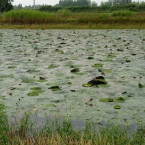 芡实杆