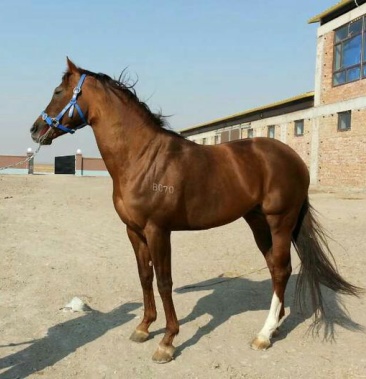 阿拉伯馬騎乘馬伊犁馬景區用馬馬匹價格