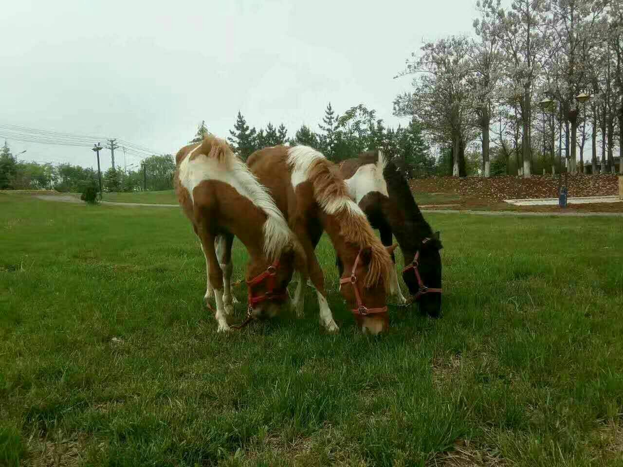中国矮马三大核心产区地理分布图