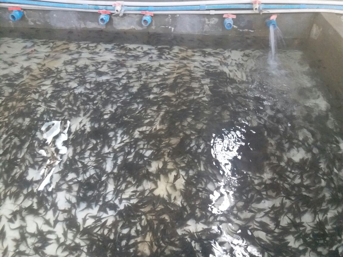 南美白对虾健康养殖管理流程图