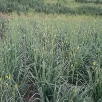 干黄菜