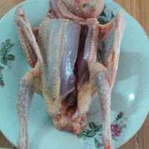 鸽子500~600g