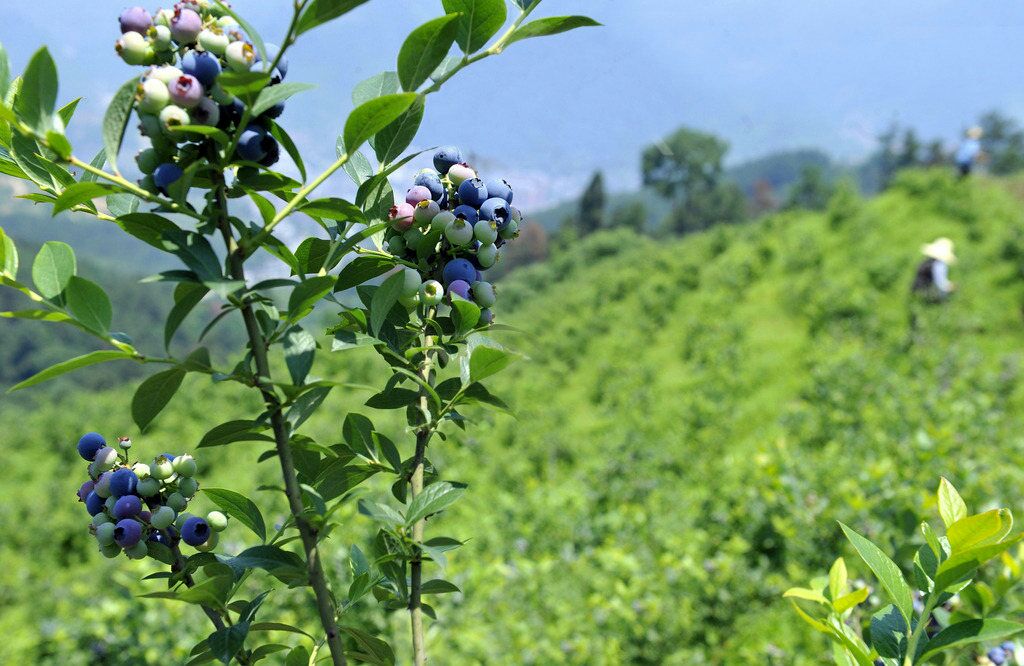 蓝莓成熟果园全景