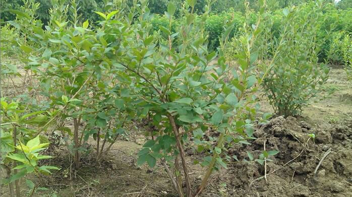 蓝莓种子种植实验图示