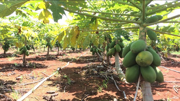 木瓜主要栽培品种对比图