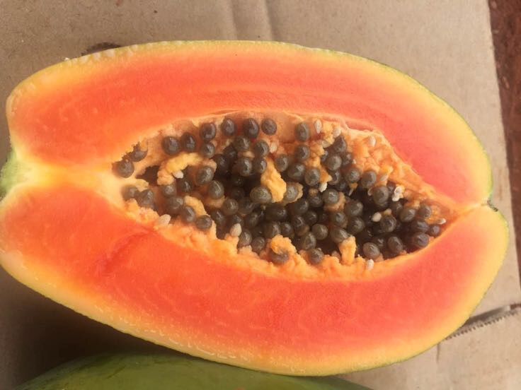 木瓜果实整体与剖面对比图