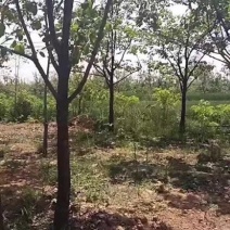 柿树