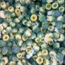菊花茶