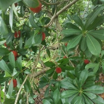 东魁杨梅4~5cm