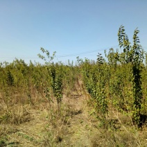 大叶女贞4cm以下