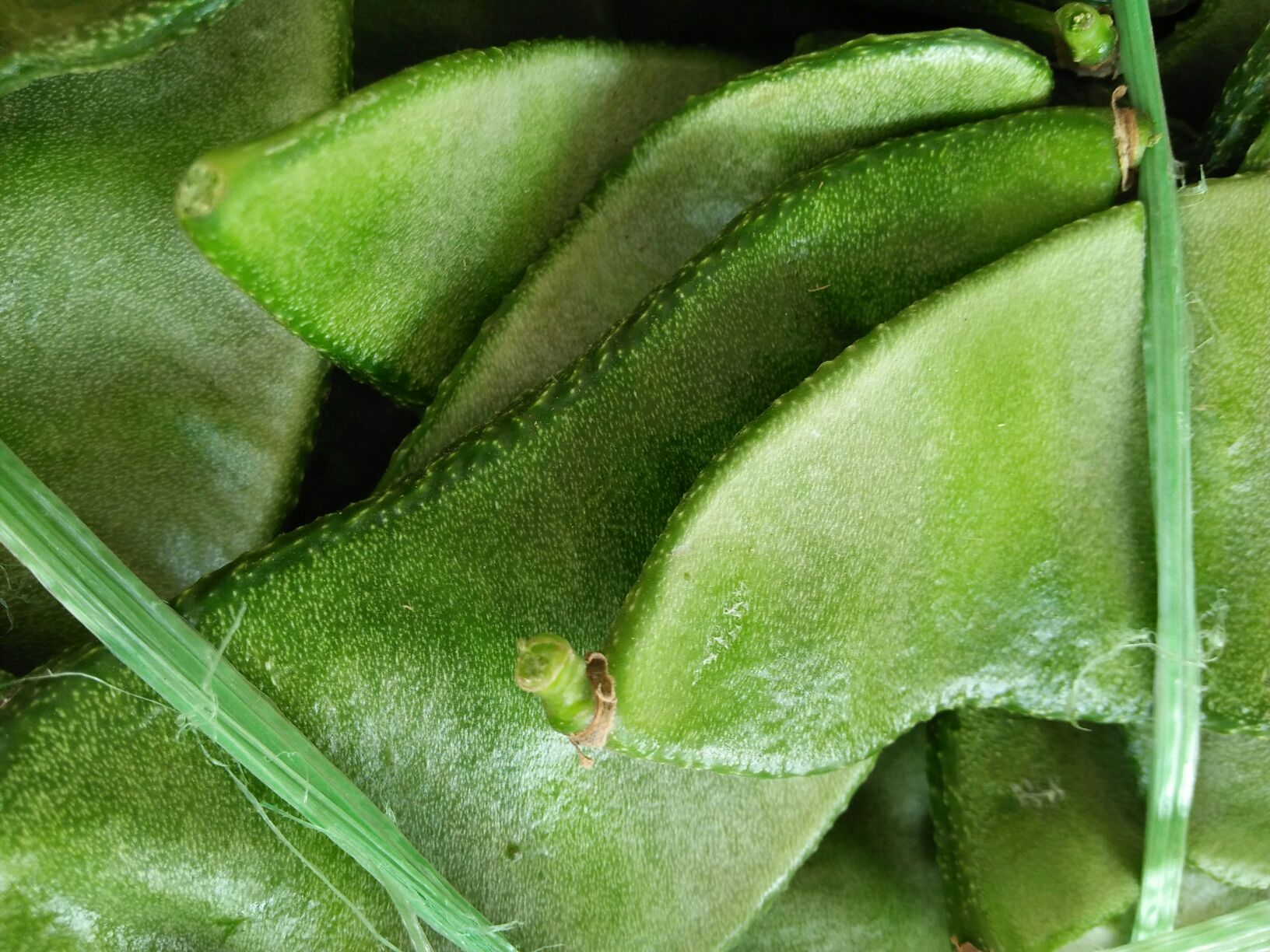 扁豆叶特写,展示其翠绿色泽与叶片纹理 扁豆叶特写