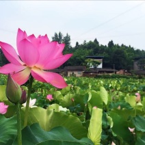 莲蓬