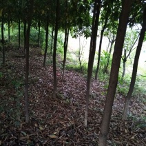 楠木3.5~4m4~6cm