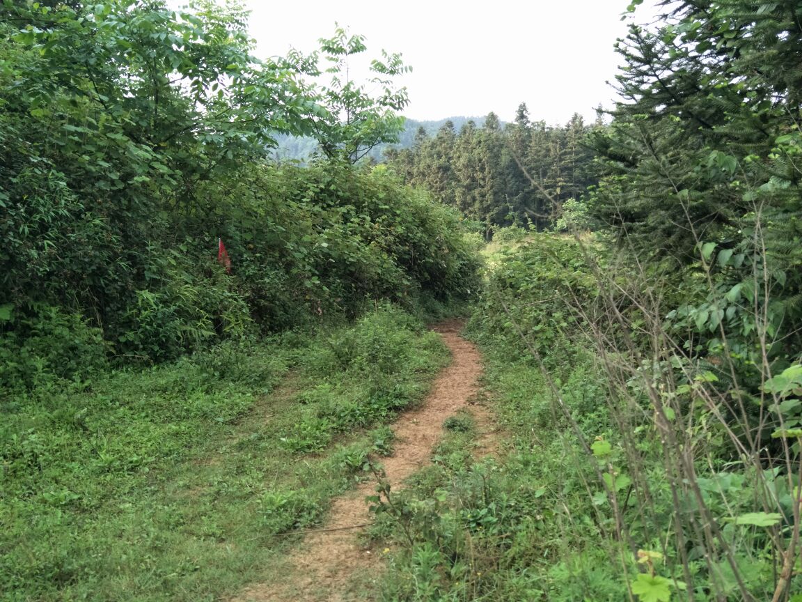 跋山芹菜的自然生长环境