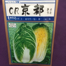 白菜种子