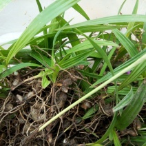 白芨种苗10~20cm