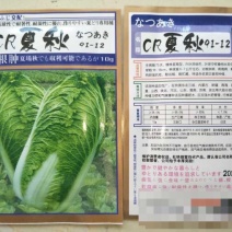 白菜种子