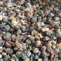 菊花茶二级